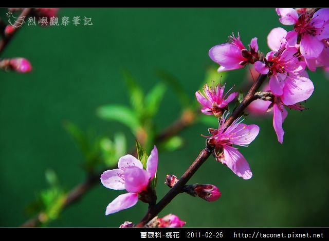 薔薇科-桃花_17.jpg