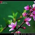 薔薇科-桃花_17.jpg