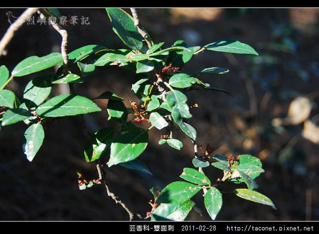 芸香科-雙面刺_01.jpg