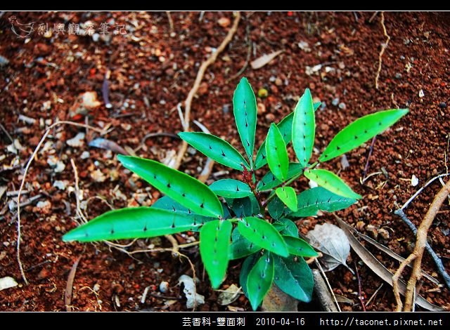 芸香科-雙面刺_03.jpg