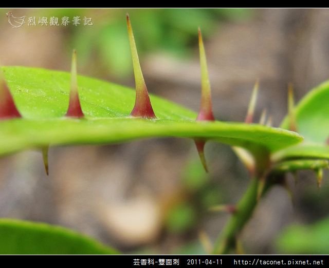 芸香科-雙面刺_10.jpg