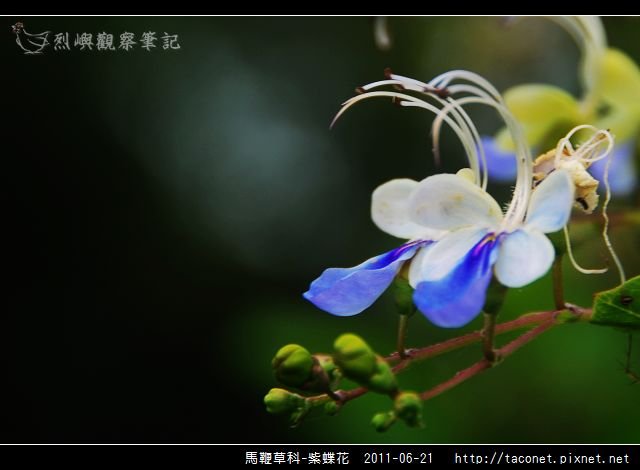 馬鞭草科-紫蝶花_08.jpg