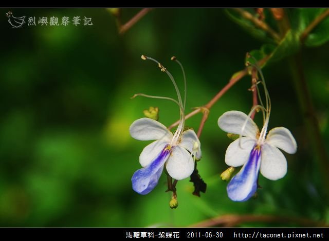 馬鞭草科-紫蝶花_09.jpg