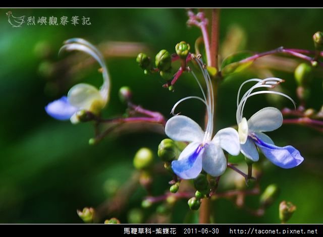 馬鞭草科-紫蝶花_11.jpg