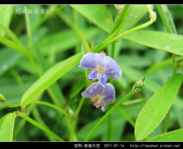 豆科-澎湖大豆_10.jpg