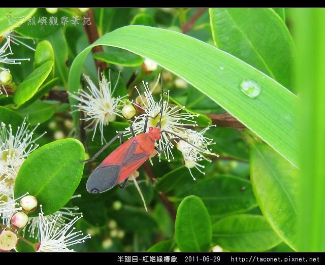 半翅目-紅姬緣椿象_05.jpg