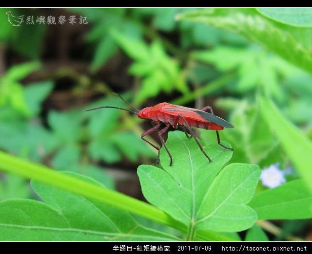 半翅目-紅姬緣椿象_06.jpg