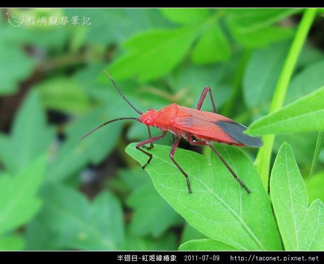 半翅目-紅姬緣椿象_07.jpg