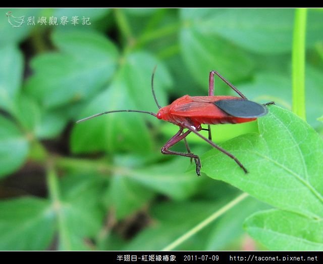 半翅目-紅姬緣椿象_08.jpg