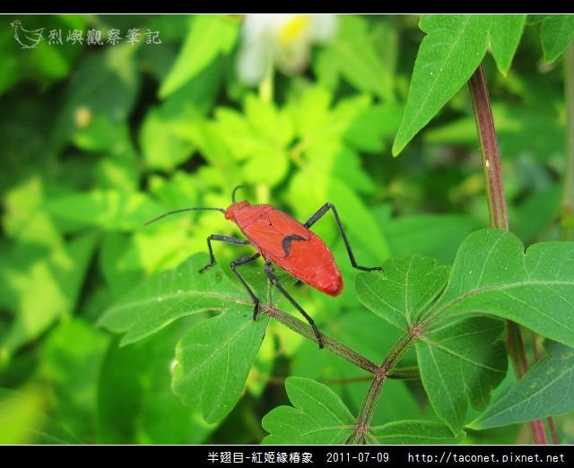半翅目-紅姬緣椿象_12.jpg