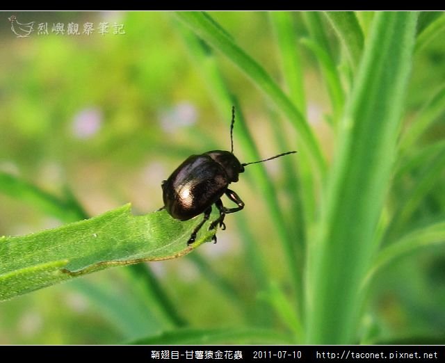 鞘翅目-甘薯猿金花蟲_01.jpg