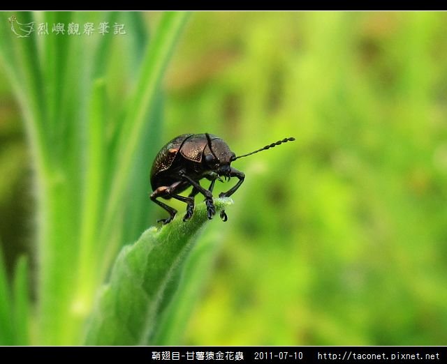 鞘翅目-甘薯猿金花蟲_03.jpg