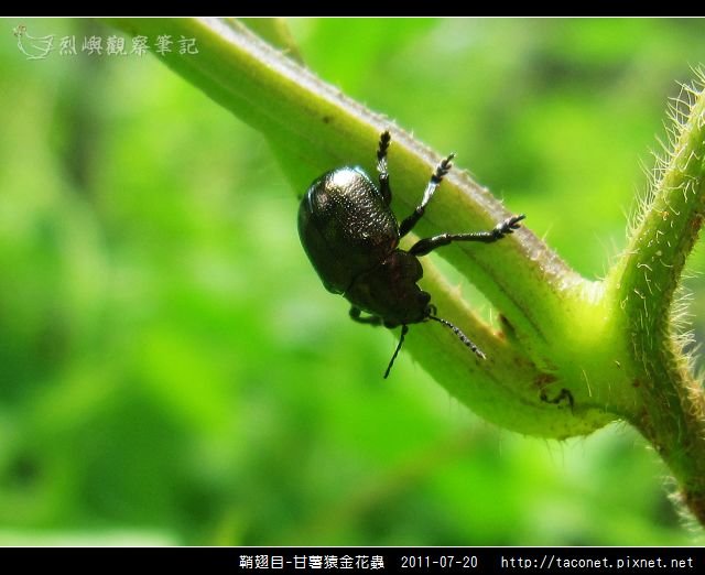 鞘翅目-甘薯猿金花蟲_04.jpg