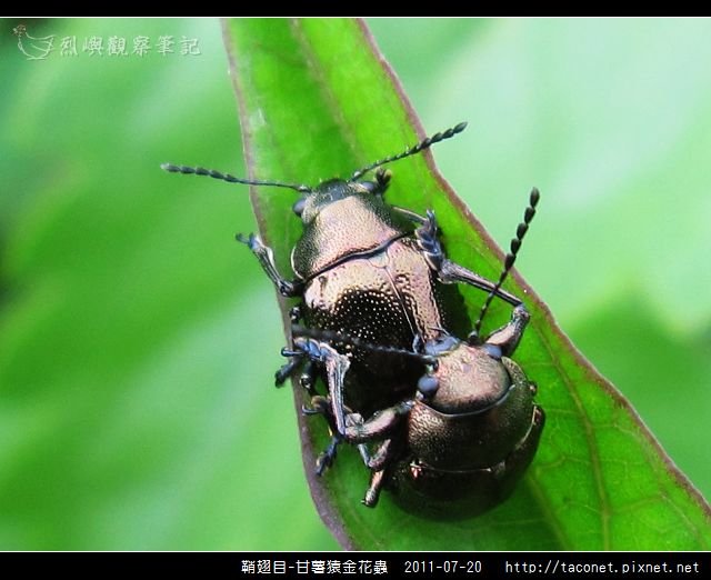 鞘翅目-甘薯猿金花蟲_06.jpg