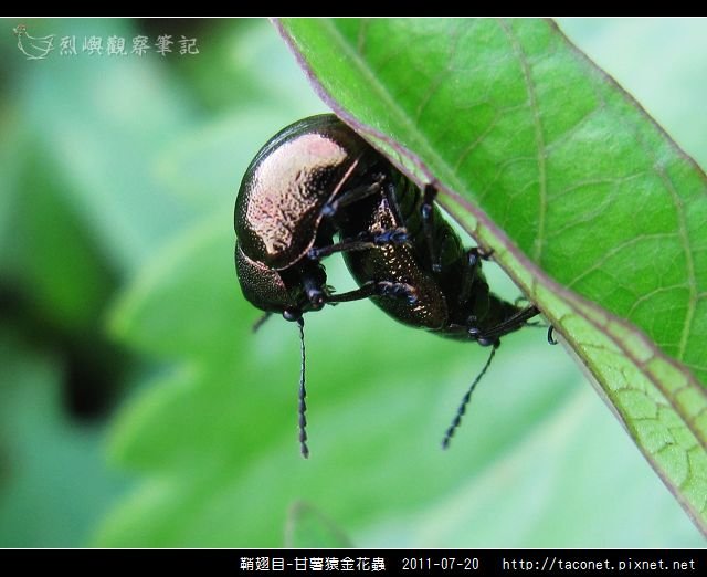 鞘翅目-甘薯猿金花蟲_08.jpg