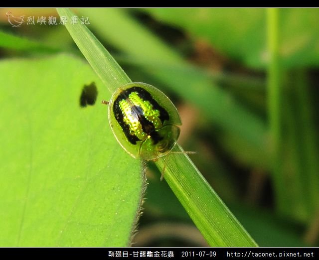 鞘翅目-甘藷龜金花蟲_01.jpg