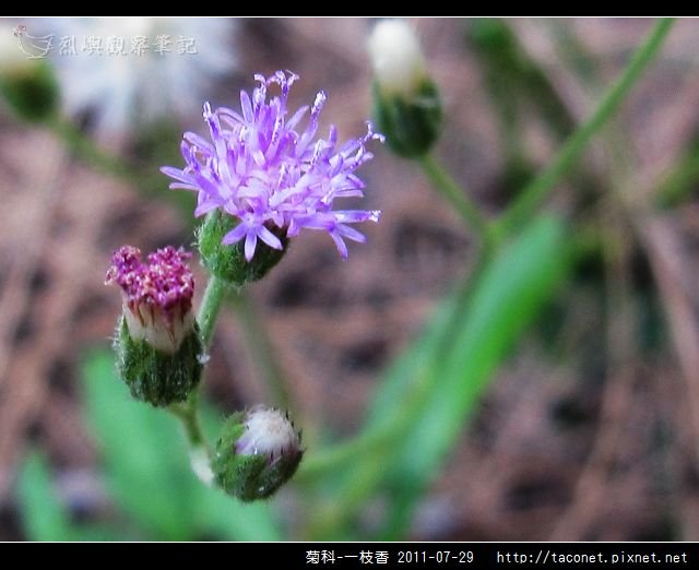 菊科-一枝香_04.jpg