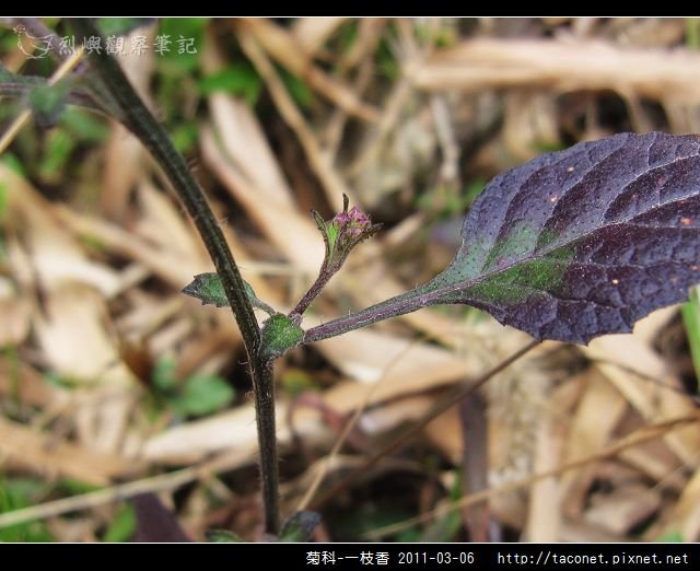 菊科-一枝香_10.jpg