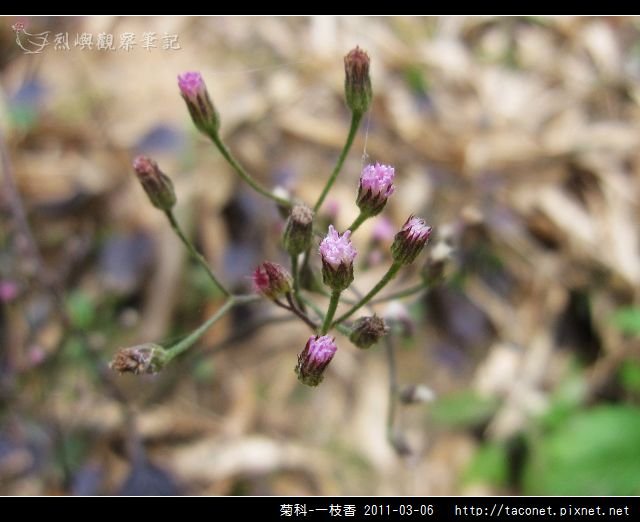 菊科-一枝香_11.jpg