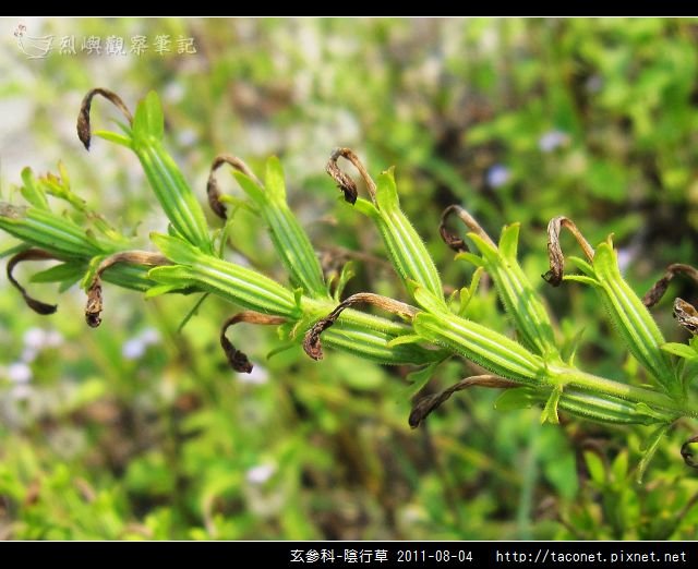 玄參科-陰行草_11.jpg