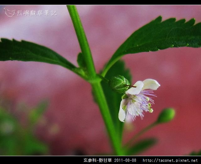 玄參科-野甘草_09.jpg