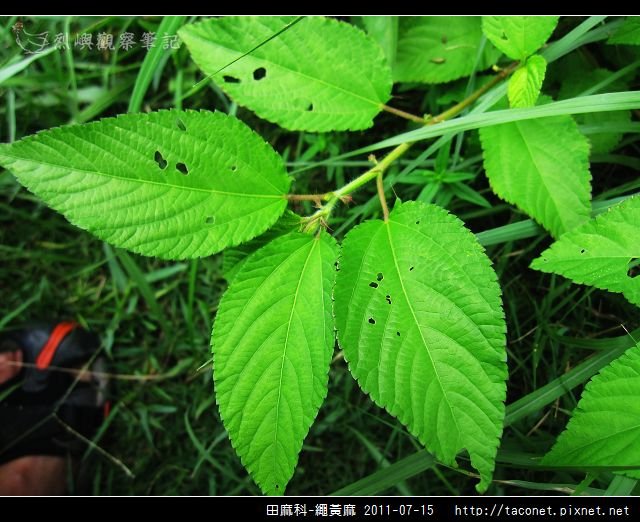 田麻科-繩黃麻_01.jpg