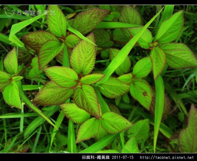 田麻科-繩黃麻_02.jpg