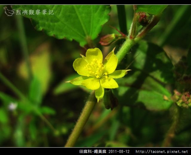 田麻科-繩黃麻_07.jpg