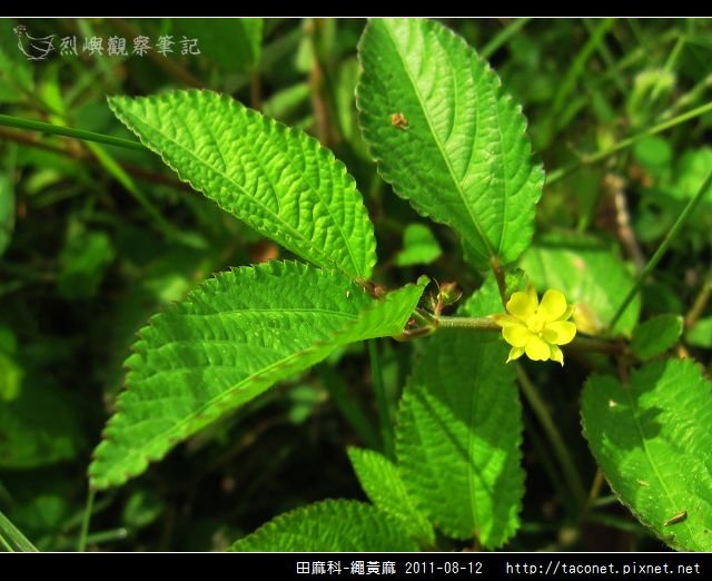 田麻科-繩黃麻_08.jpg