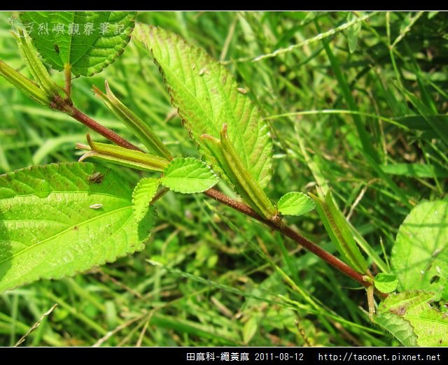 田麻科-繩黃麻_09.jpg