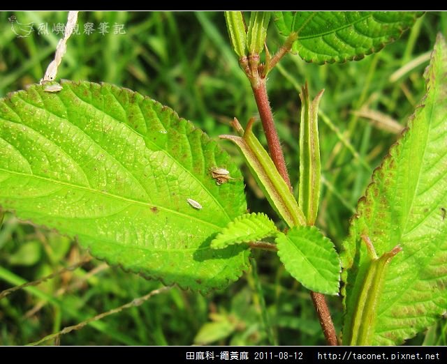 田麻科-繩黃麻_10.jpg