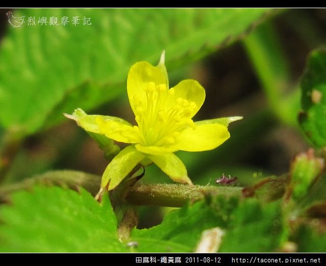 田麻科-繩黃麻_11.jpg