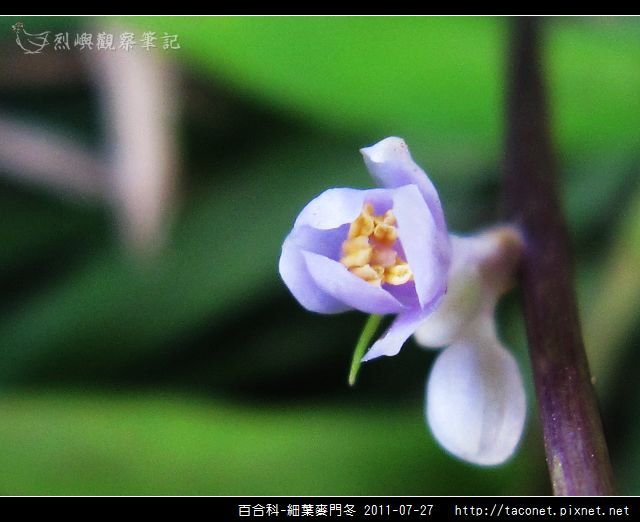 百合科-細葉麥門冬_04.jpg