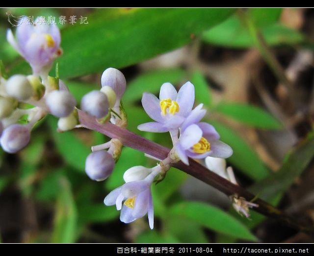 百合科-細葉麥門冬_07.jpg