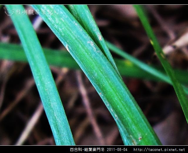 百合科-細葉麥門冬_08.jpg