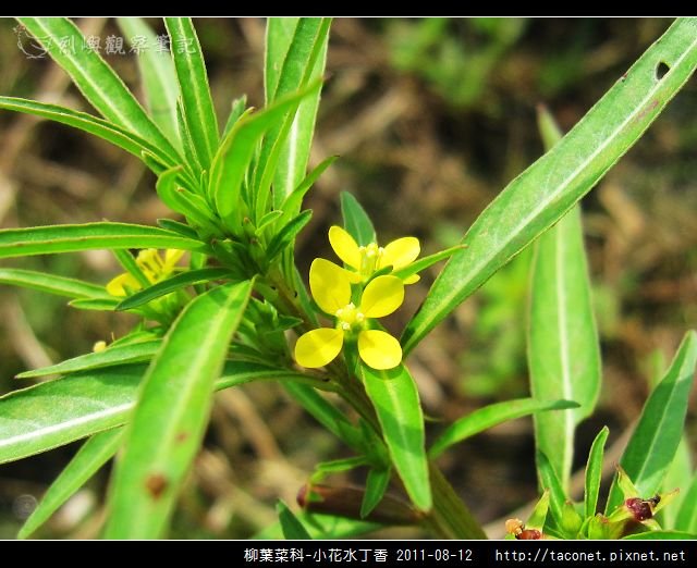 柳葉菜科-小花水丁香_04.jpg