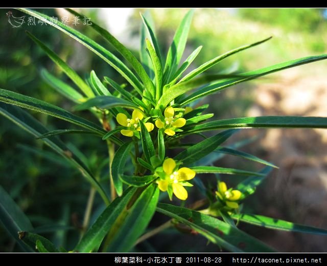 柳葉菜科-小花水丁香_14.jpg