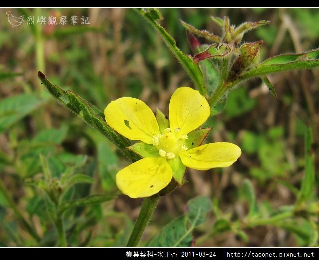 柳葉菜科-水丁香_10.jpg