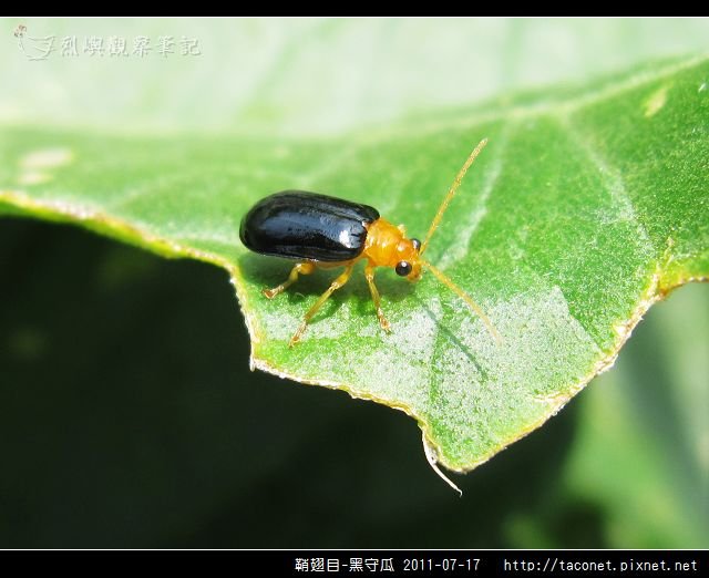 鞘翅目-黑守瓜_07.jpg