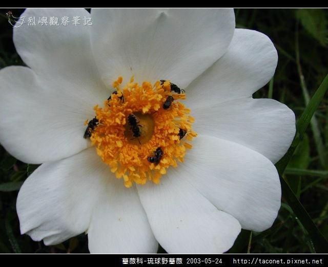 薔薇科-琉球野薔薇_01.jpg