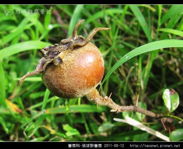 薔薇科-琉球野薔薇_05.jpg