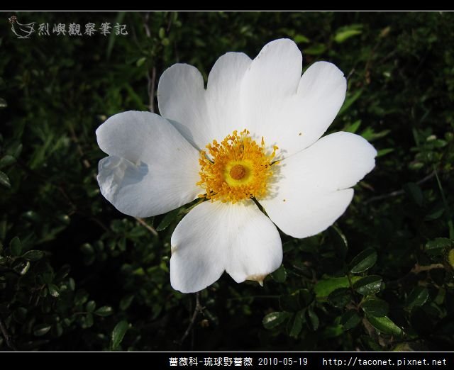 薔薇科-琉球野薔薇_07.jpg