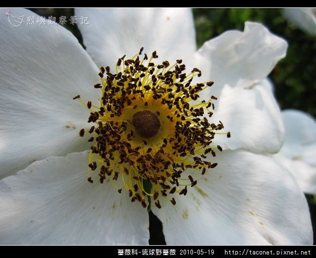 薔薇科-琉球野薔薇_09.jpg