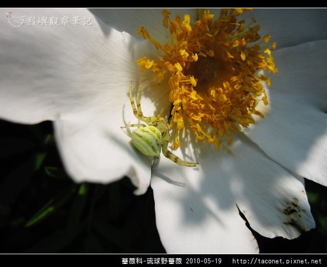 薔薇科-琉球野薔薇_10.jpg