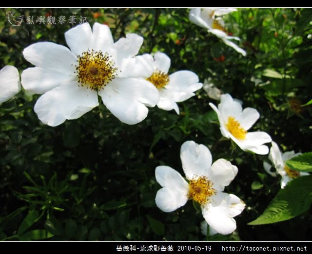 薔薇科-琉球野薔薇_11.jpg