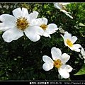 薔薇科-琉球野薔薇_11.jpg