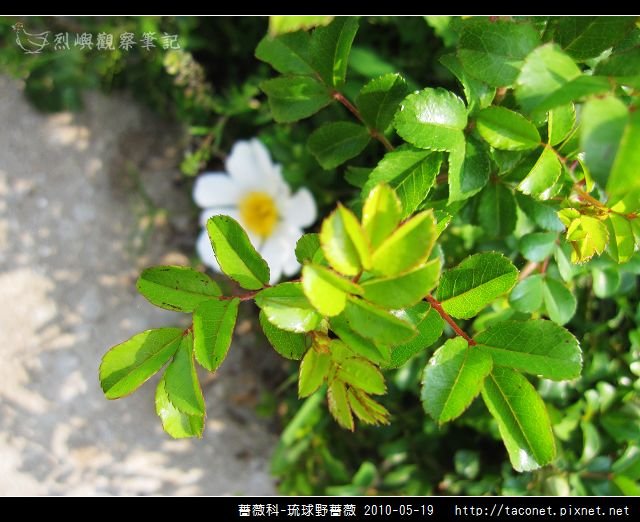 薔薇科-琉球野薔薇_13.jpg