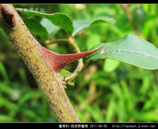 薔薇科-琉球野薔薇_16.jpg