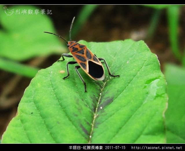 半翅目-紅腺長椿象_03.jpg