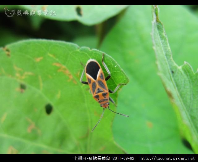 半翅目-紅腺長椿象_06.jpg